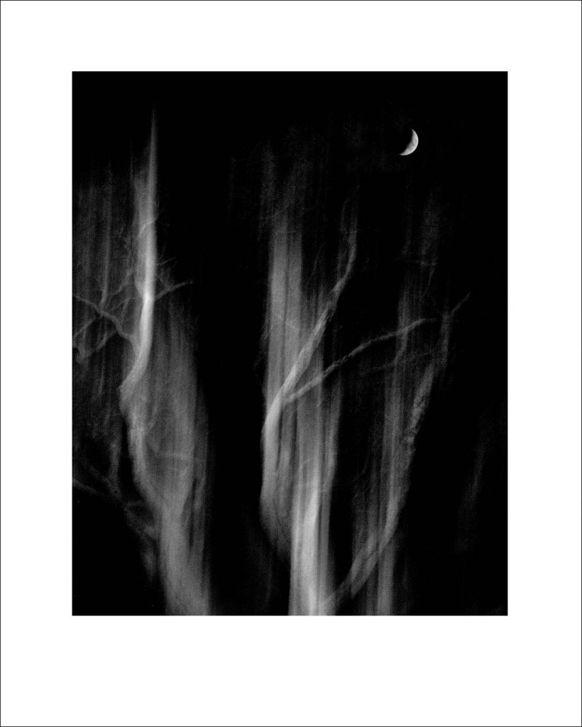 Moon and Oaks Monterey © michael oletta      